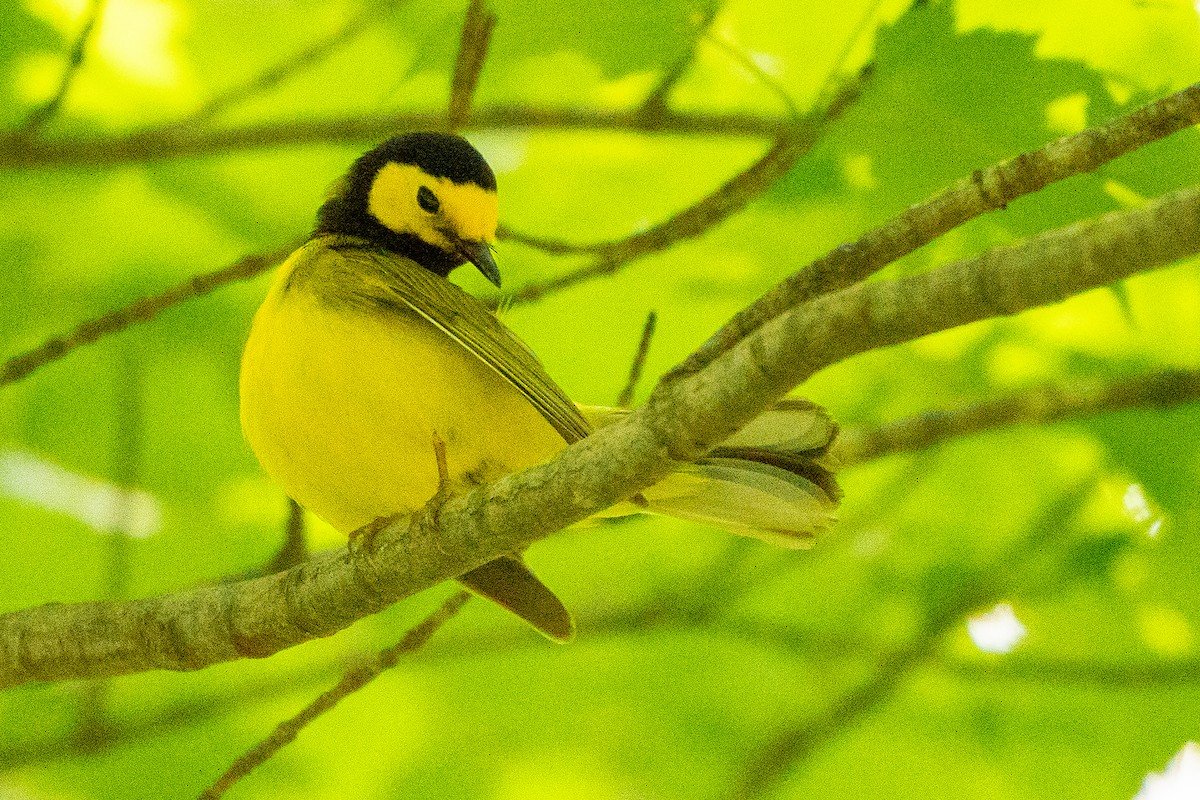 Hooded Warbler - ML627777296