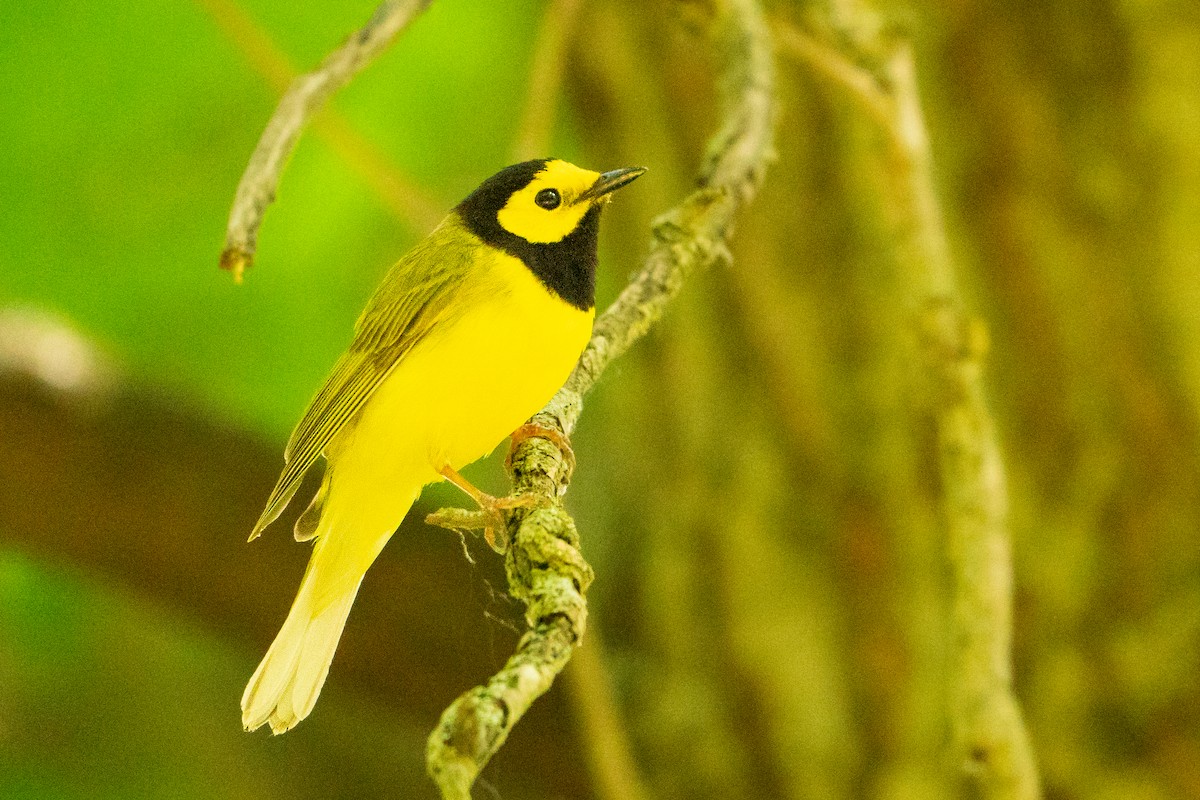 Hooded Warbler - ML627777297