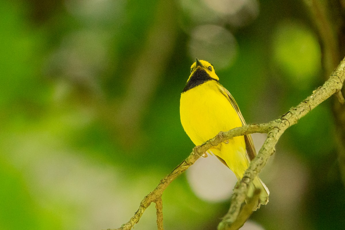 Hooded Warbler - ML627777298