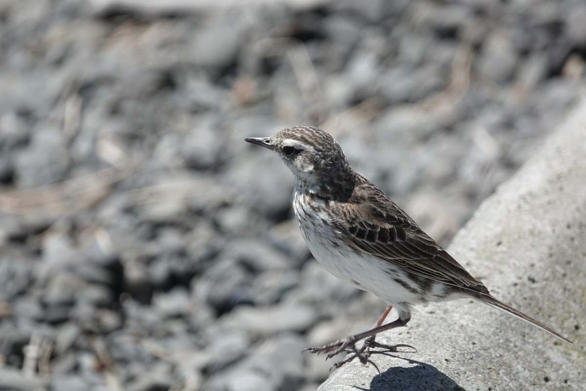 New Zealand Pipit - ML627777442