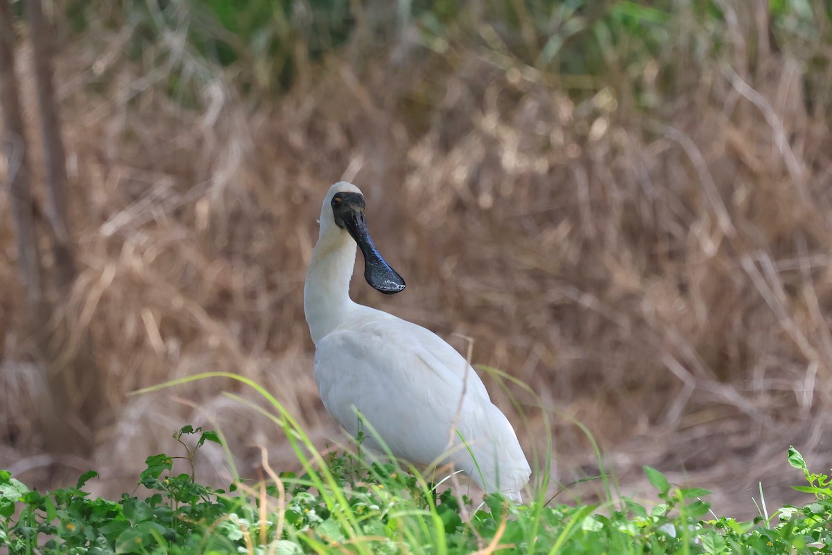 kongeskjestork - ML627777551