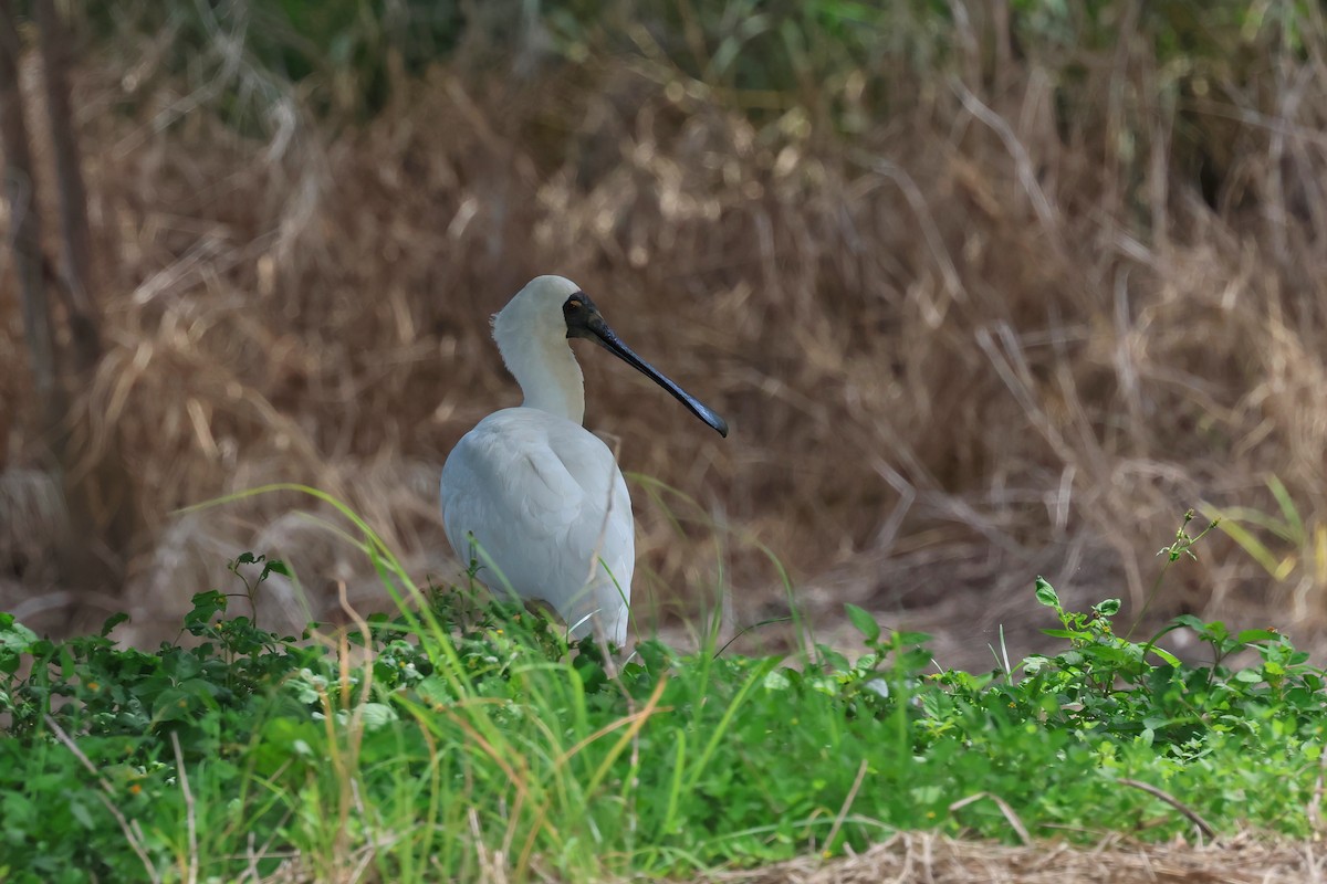 kongeskjestork - ML627777554