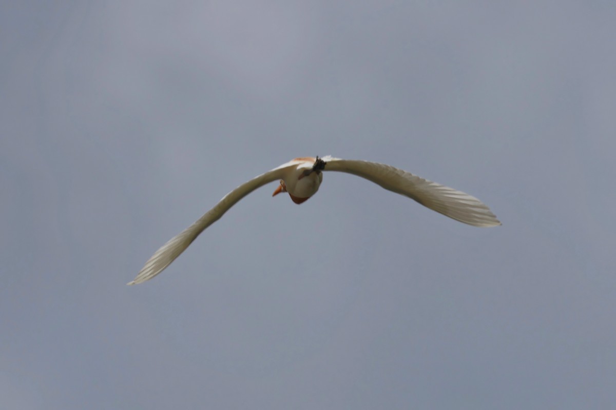 Eastern Cattle-Egret - ML627777578