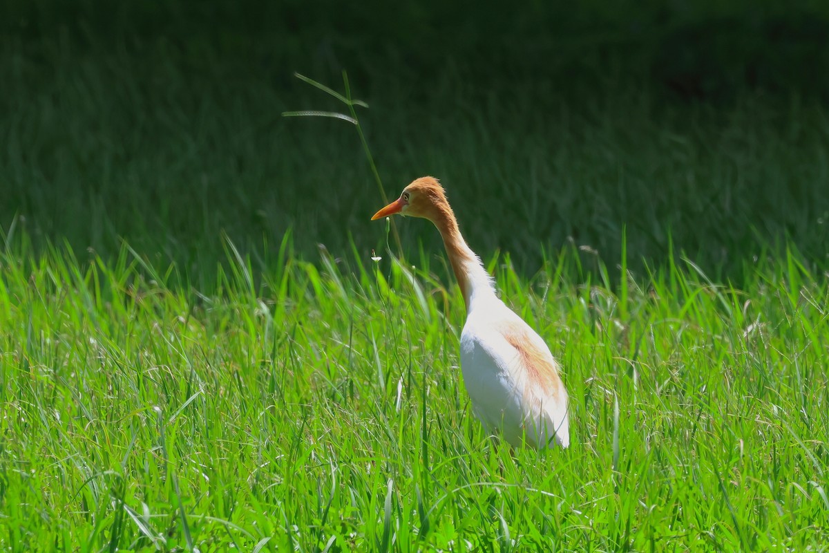 Eastern Cattle-Egret - ML627777579