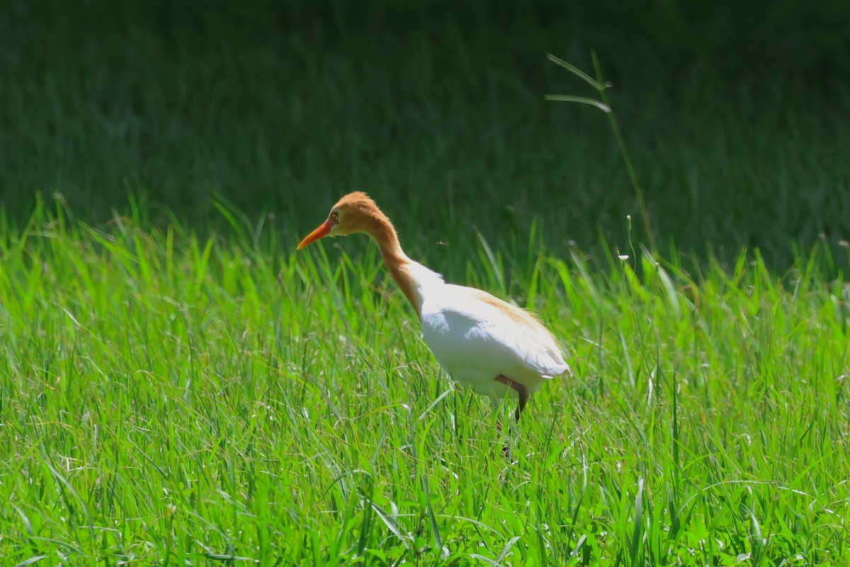 Eastern Cattle-Egret - ML627777580