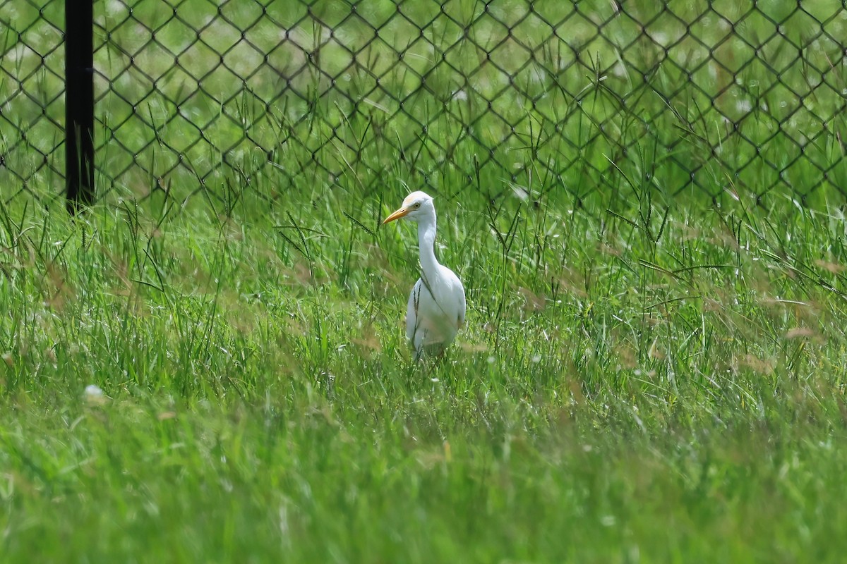 Eastern Cattle-Egret - ML627777581