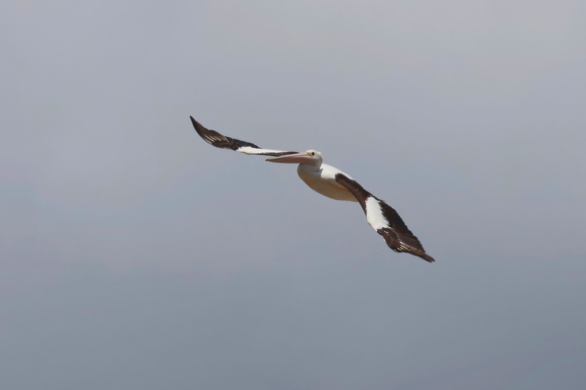 Australian Pelican - ML627777593