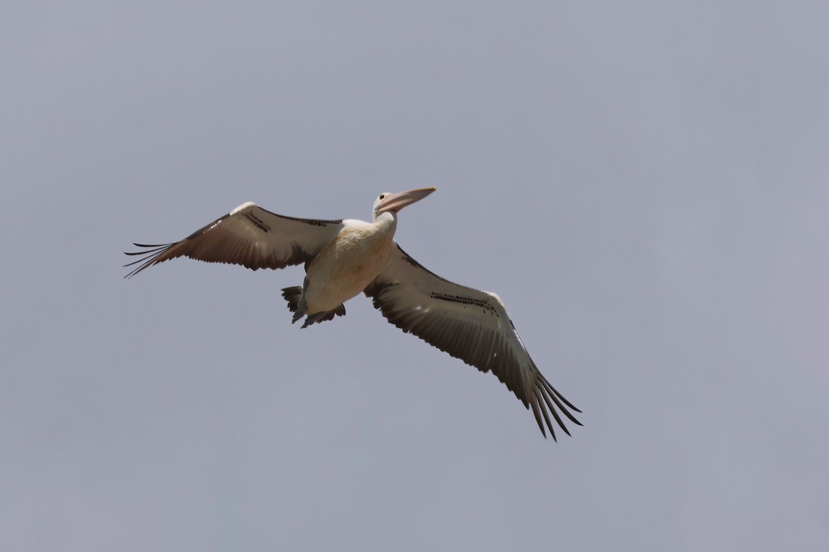 Australian Pelican - ML627777594