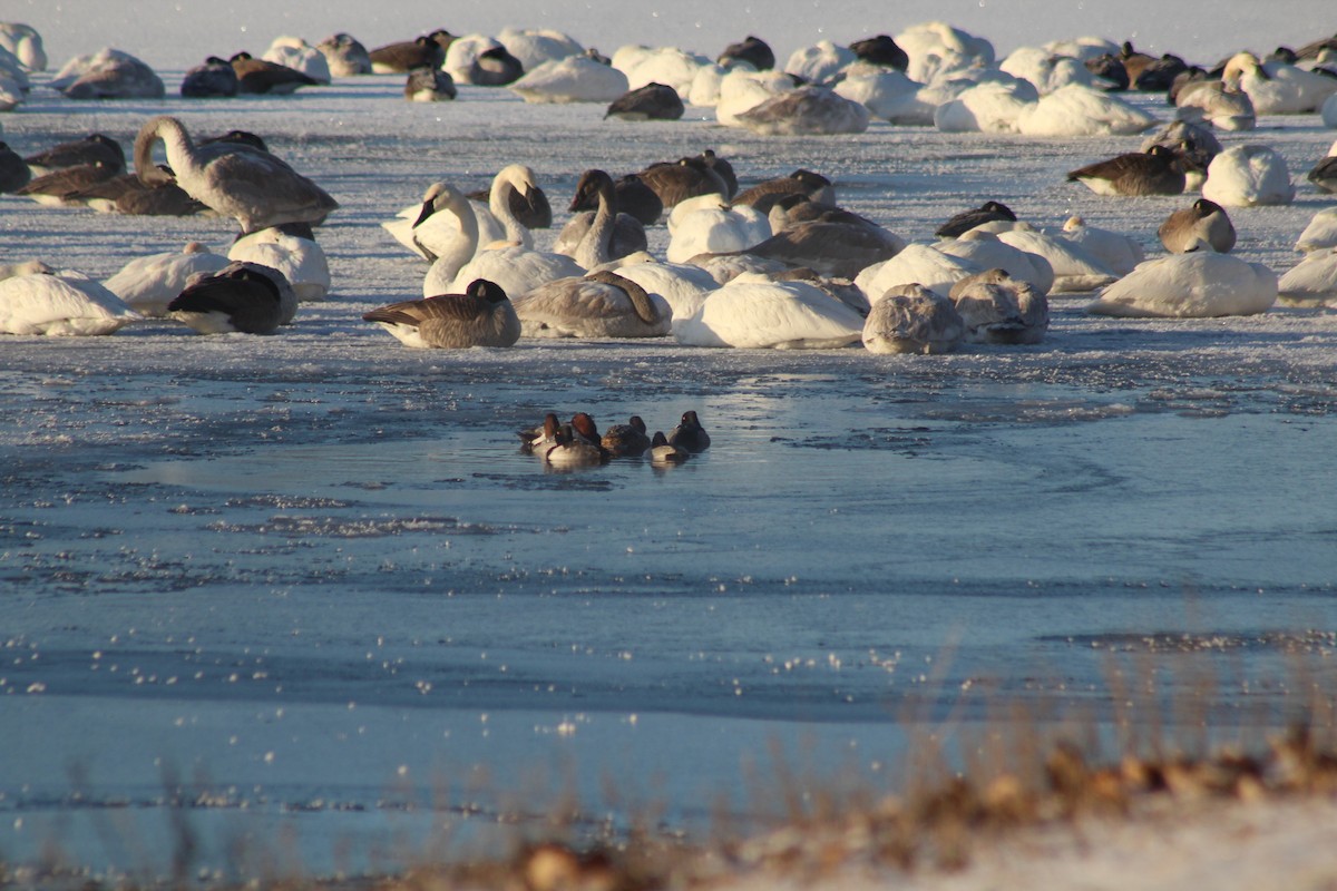Canvasback - ML627777599