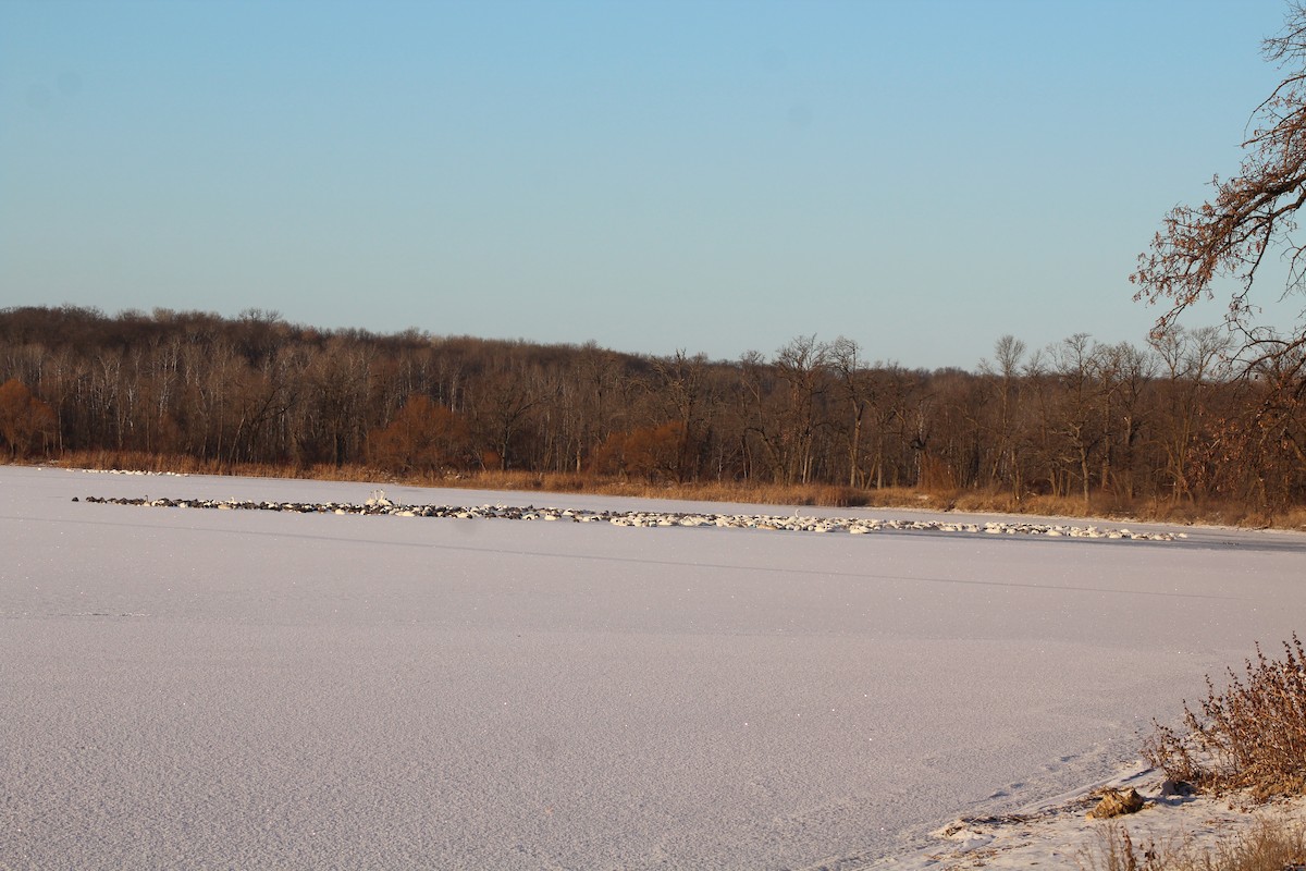 Trumpeter Swan - ML627777608