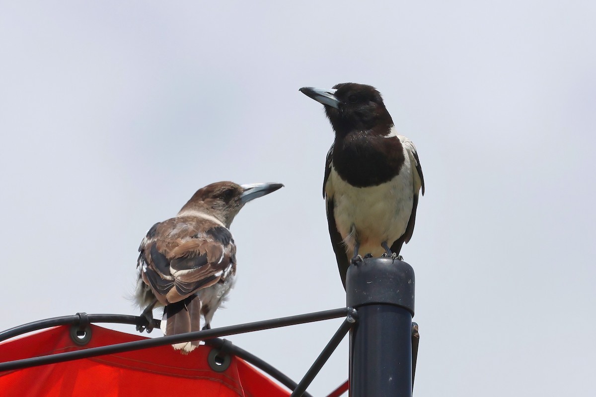 Pied Butcherbird - ML627777621