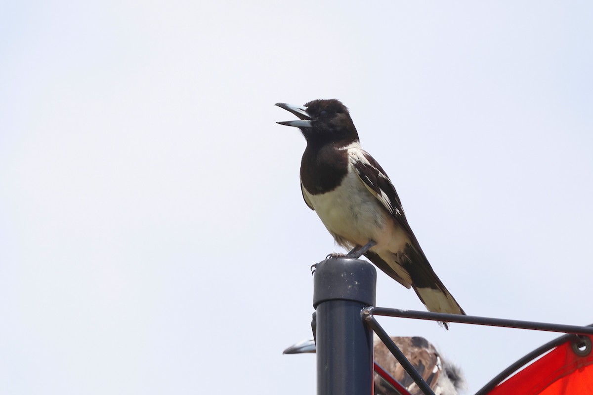 Pied Butcherbird - ML627777622