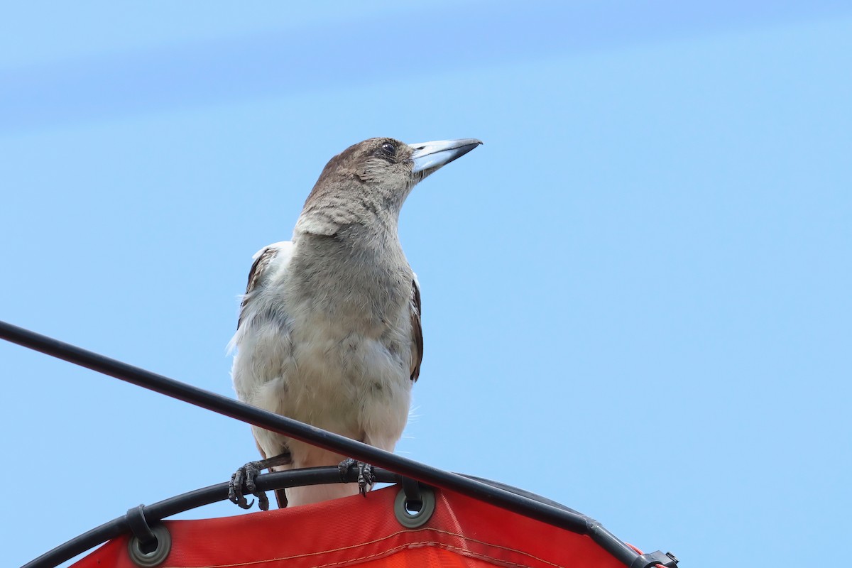 Pied Butcherbird - ML627777623