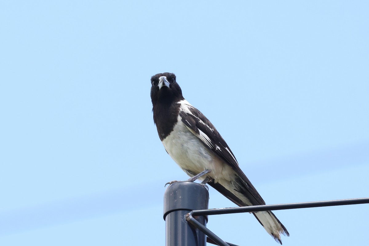 Pied Butcherbird - ML627777624