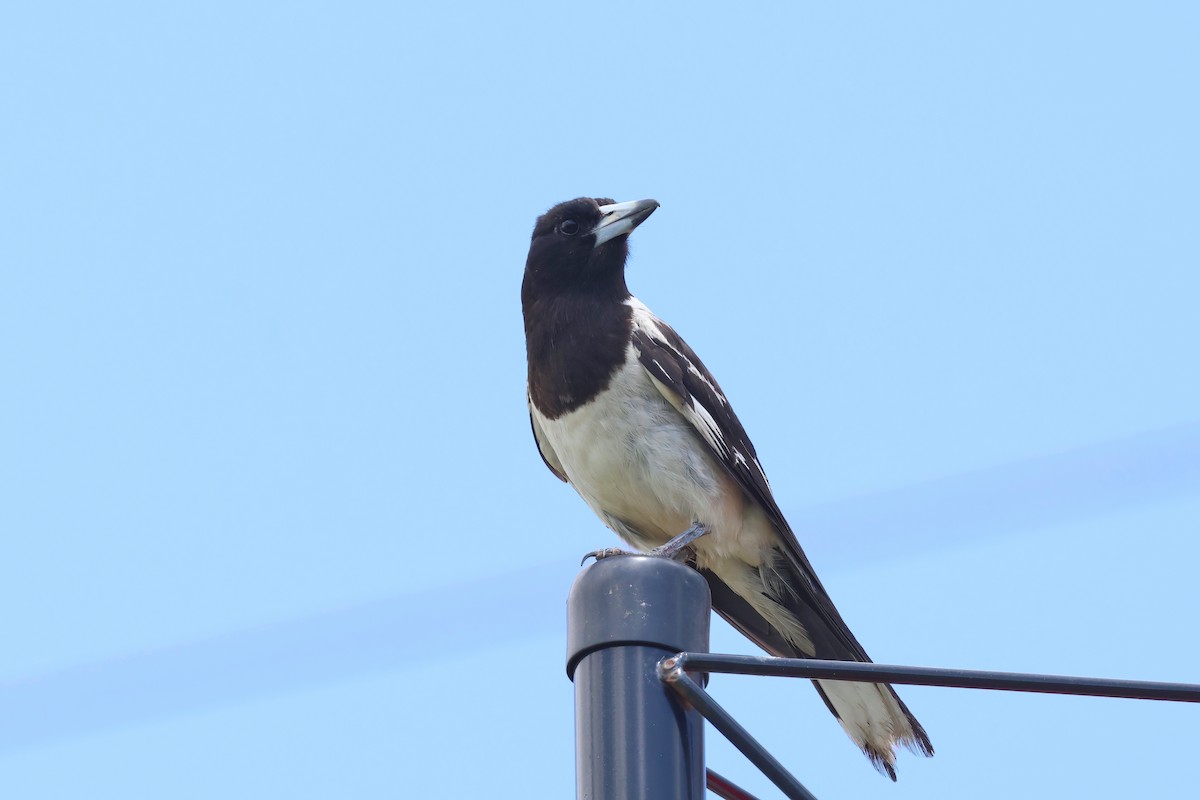 Pied Butcherbird - ML627777625