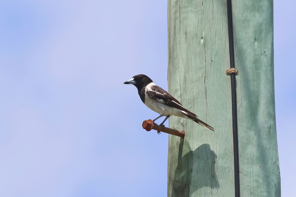 Pied Butcherbird - ML627777635