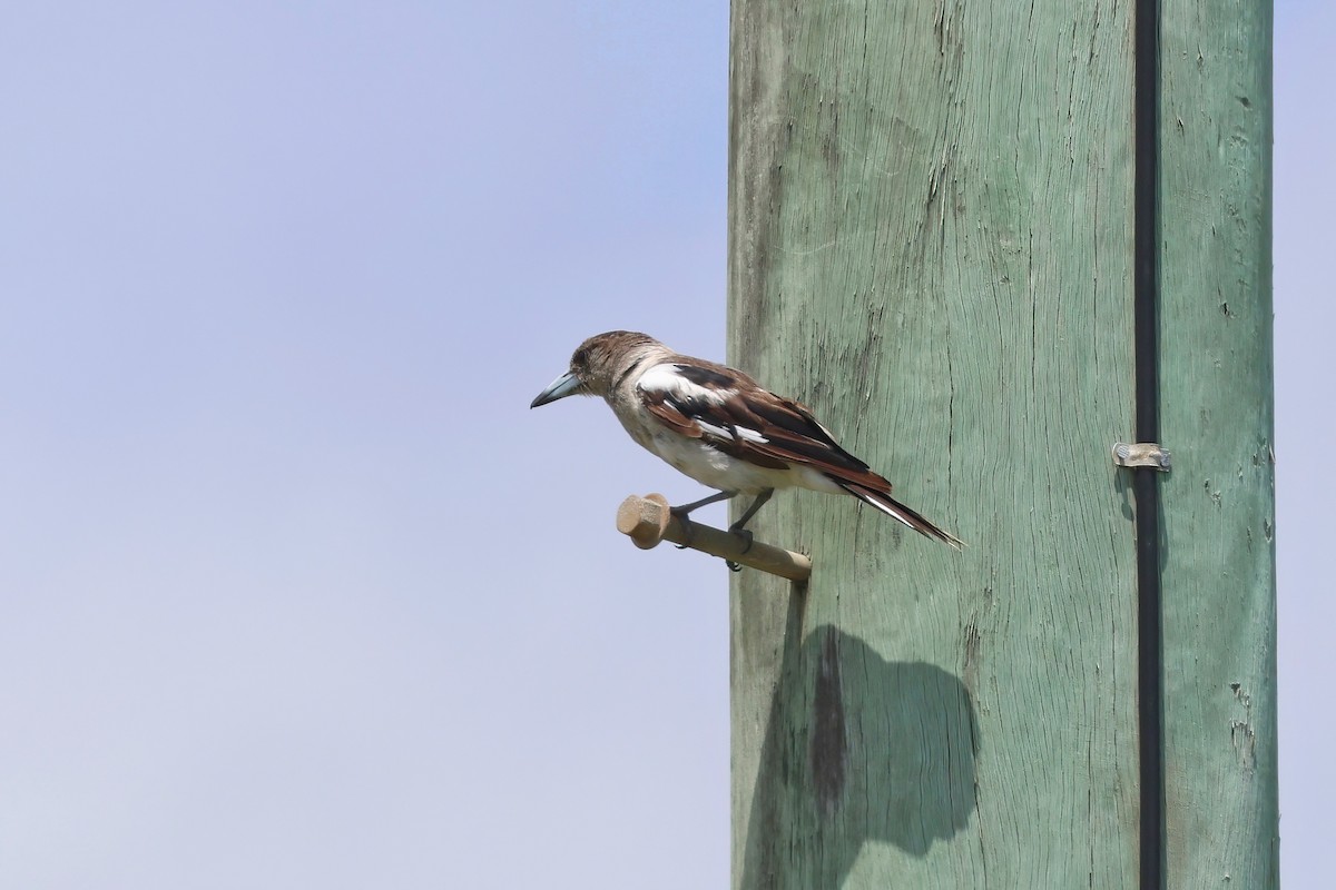 Pied Butcherbird - ML627777636