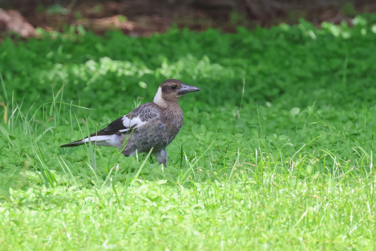 Australian Magpie - ML627777656