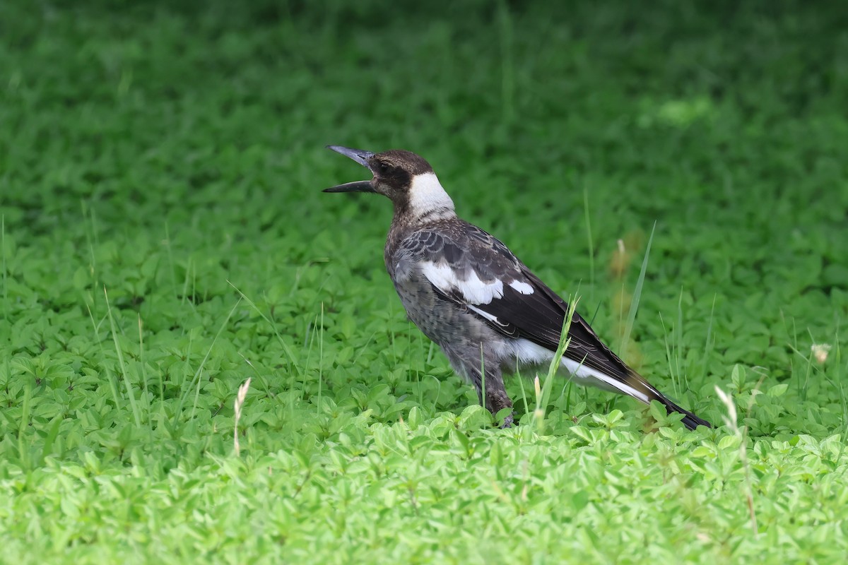 Australian Magpie - ML627777657