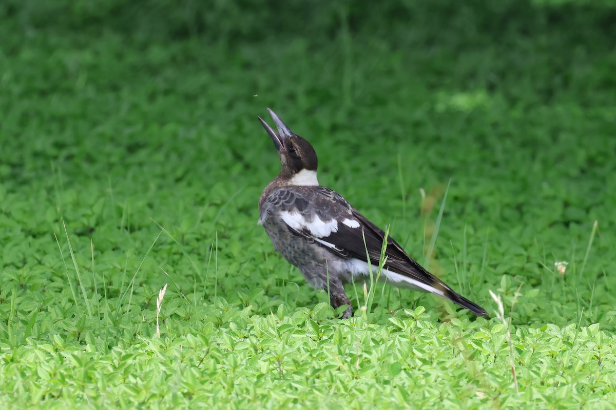 Australian Magpie - ML627777658