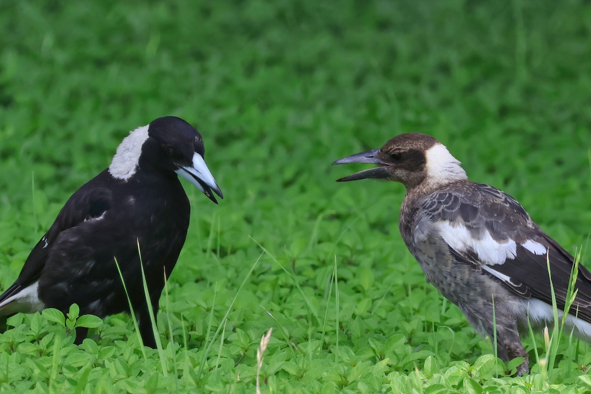 Australian Magpie - ML627777676