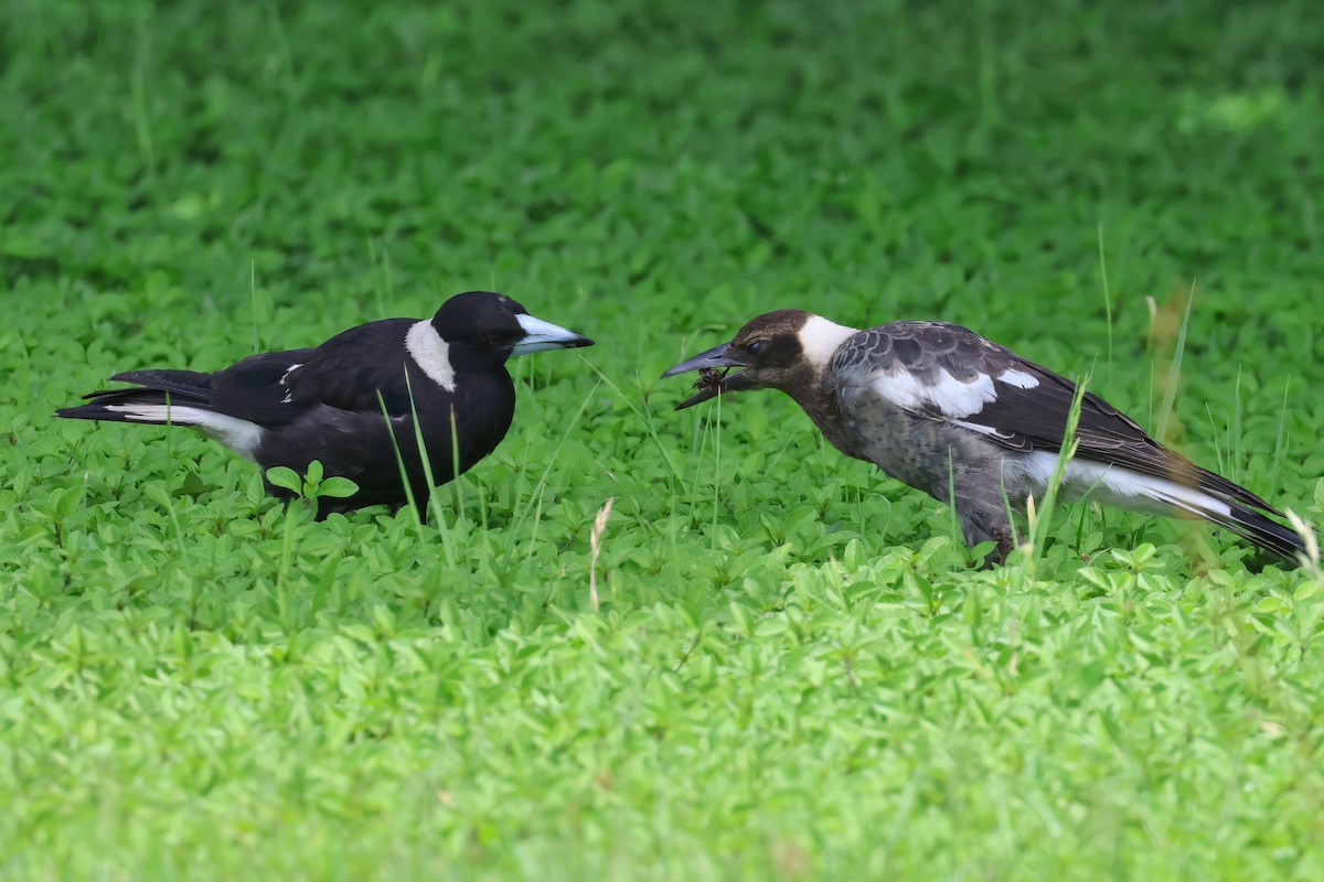 Australian Magpie - ML627777678