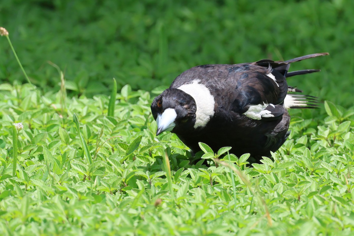 Australian Magpie - ML627777680