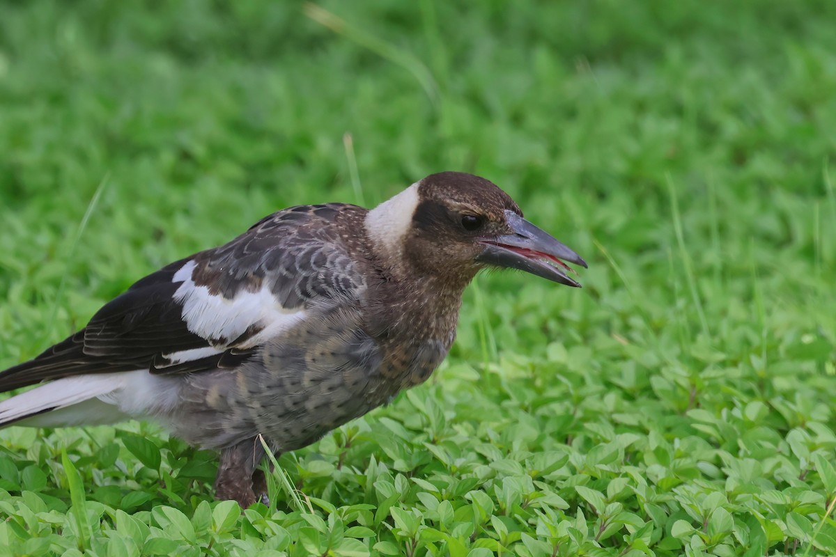 Australian Magpie - ML627777696