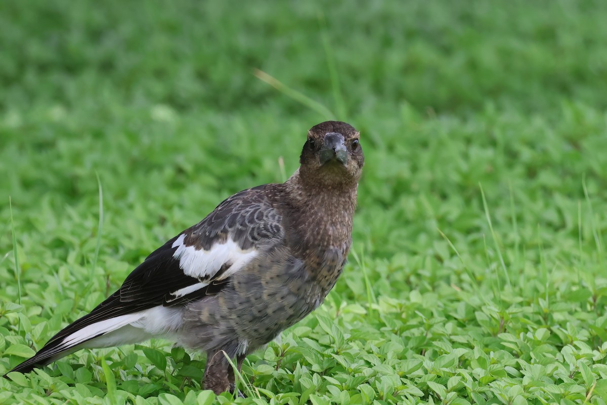 Australian Magpie - ML627777697