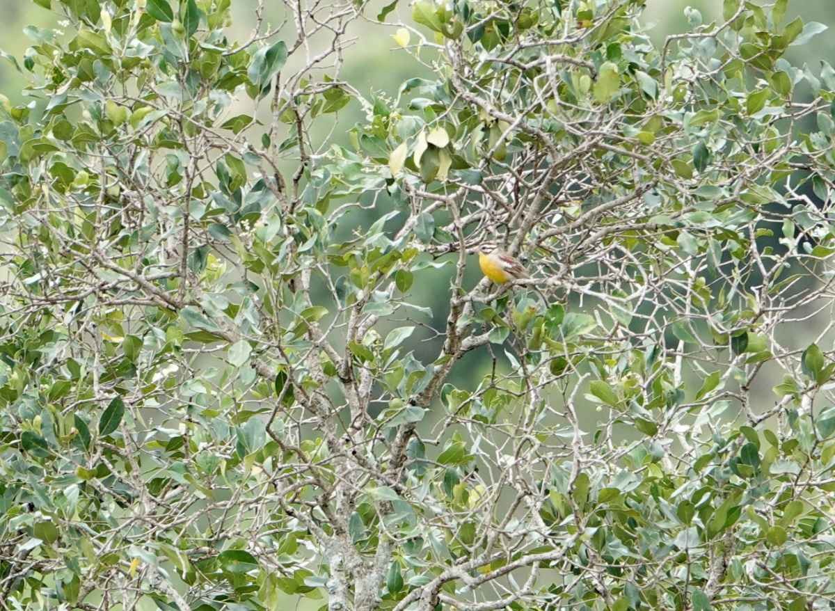 Golden-breasted Bunting - ML627777719