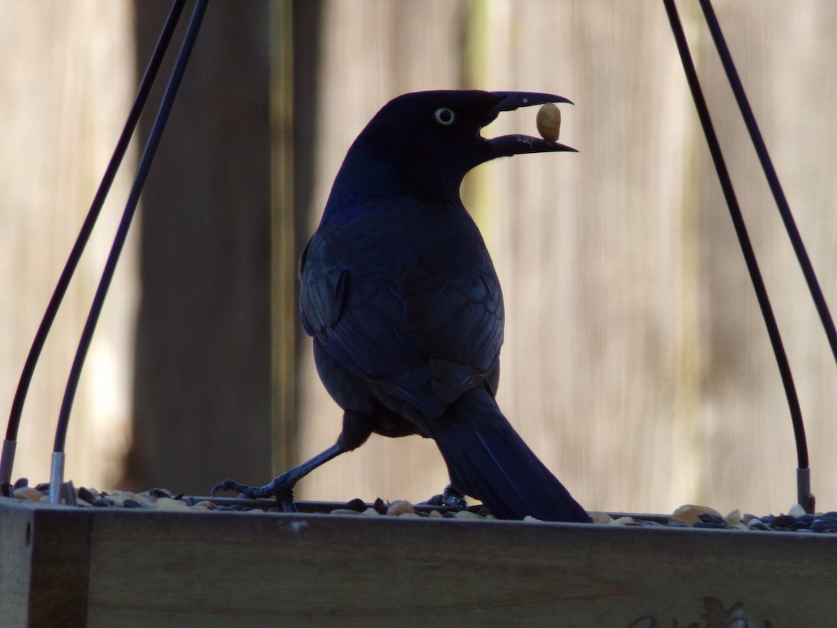 Common Grackle - ML627777759