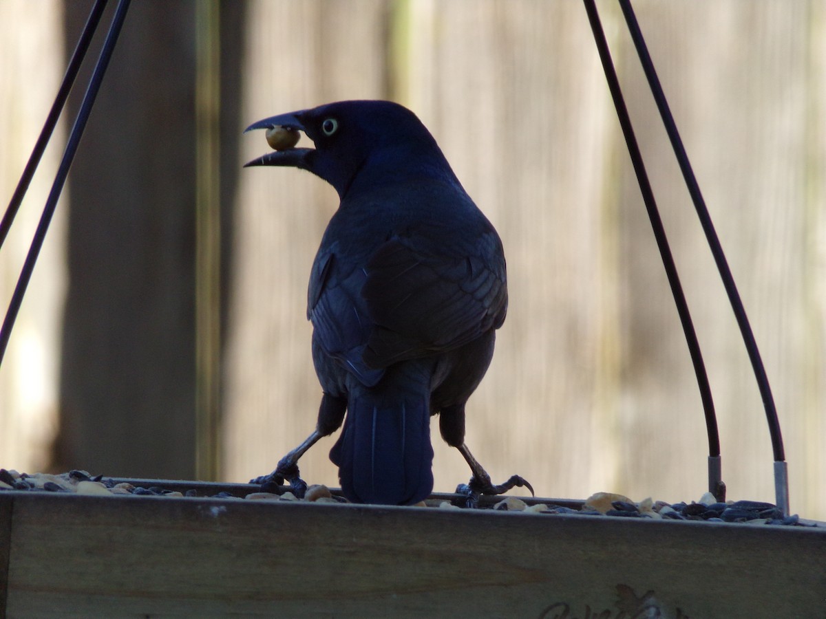 Common Grackle - ML627777760