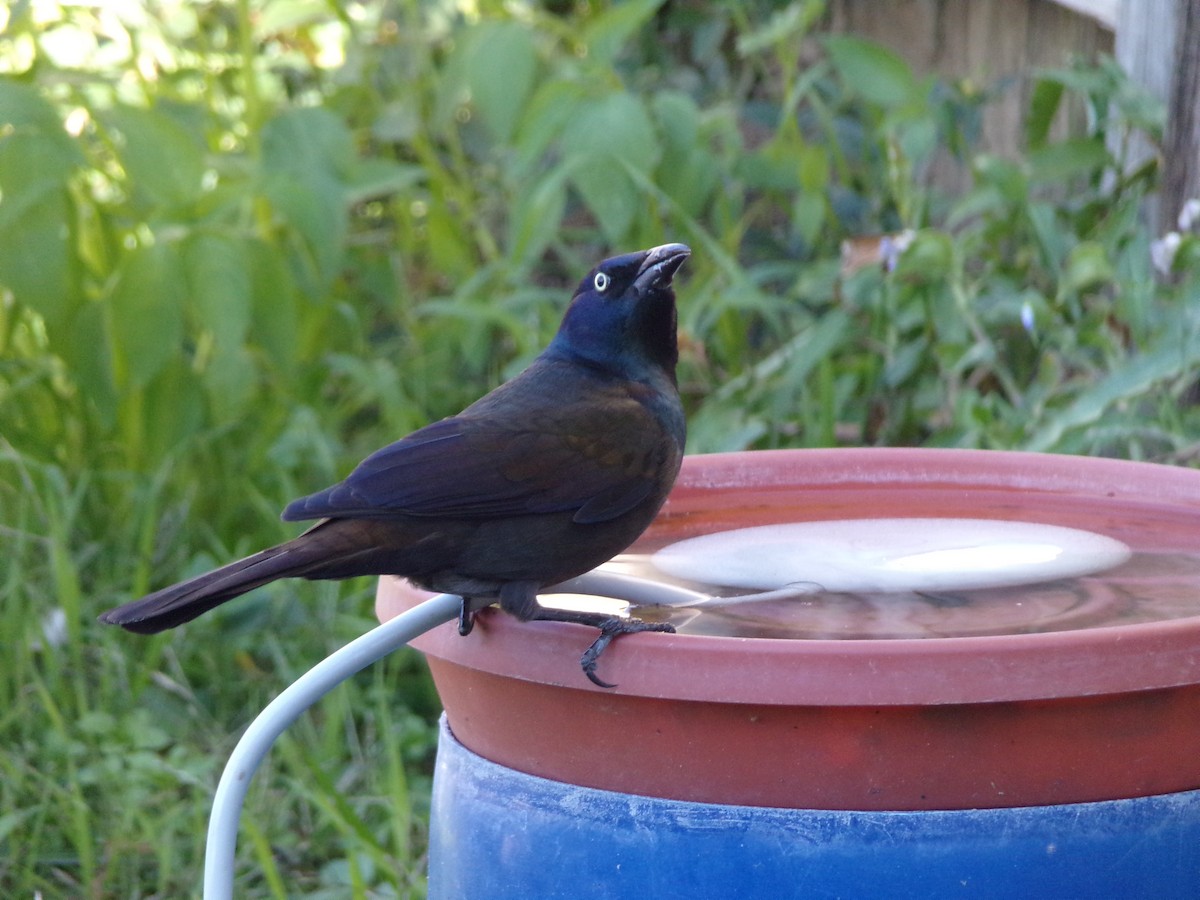 Common Grackle - ML627777761