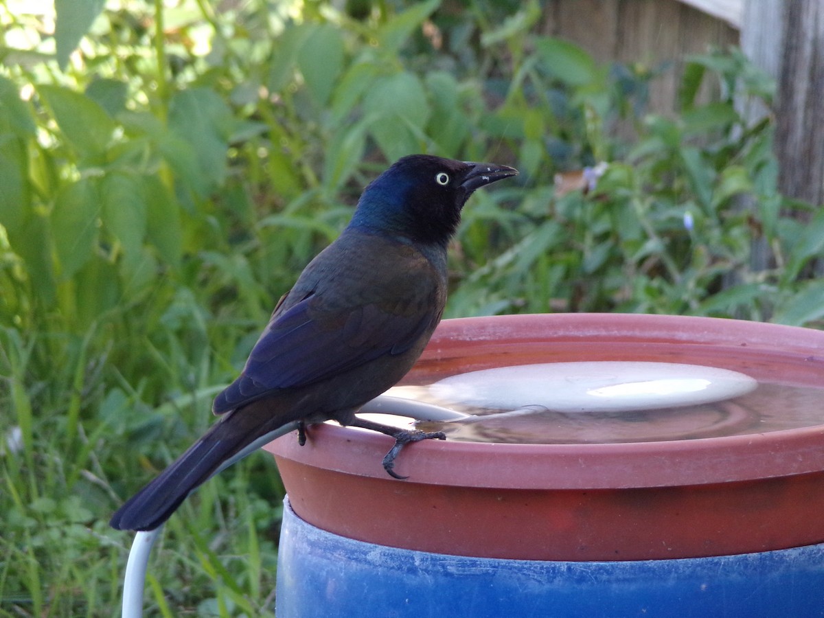 Common Grackle - ML627777762