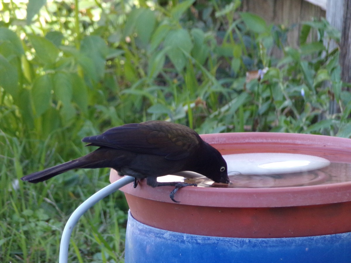 Common Grackle - ML627777763