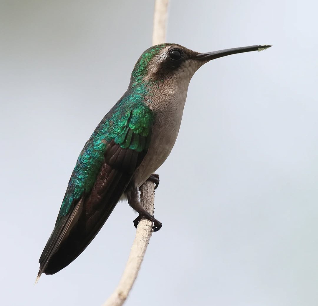 Red-billed Emerald - ML627777766