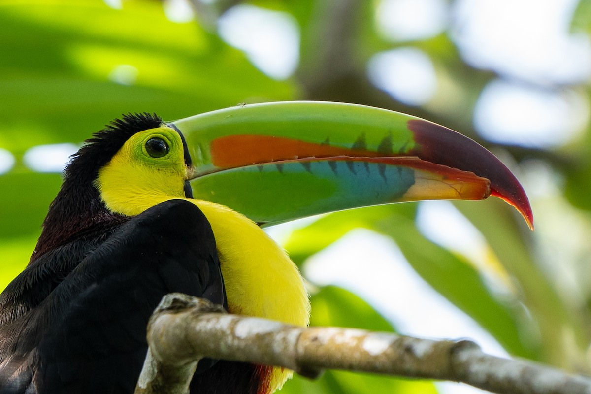 Keel-billed Toucan - ML627777767