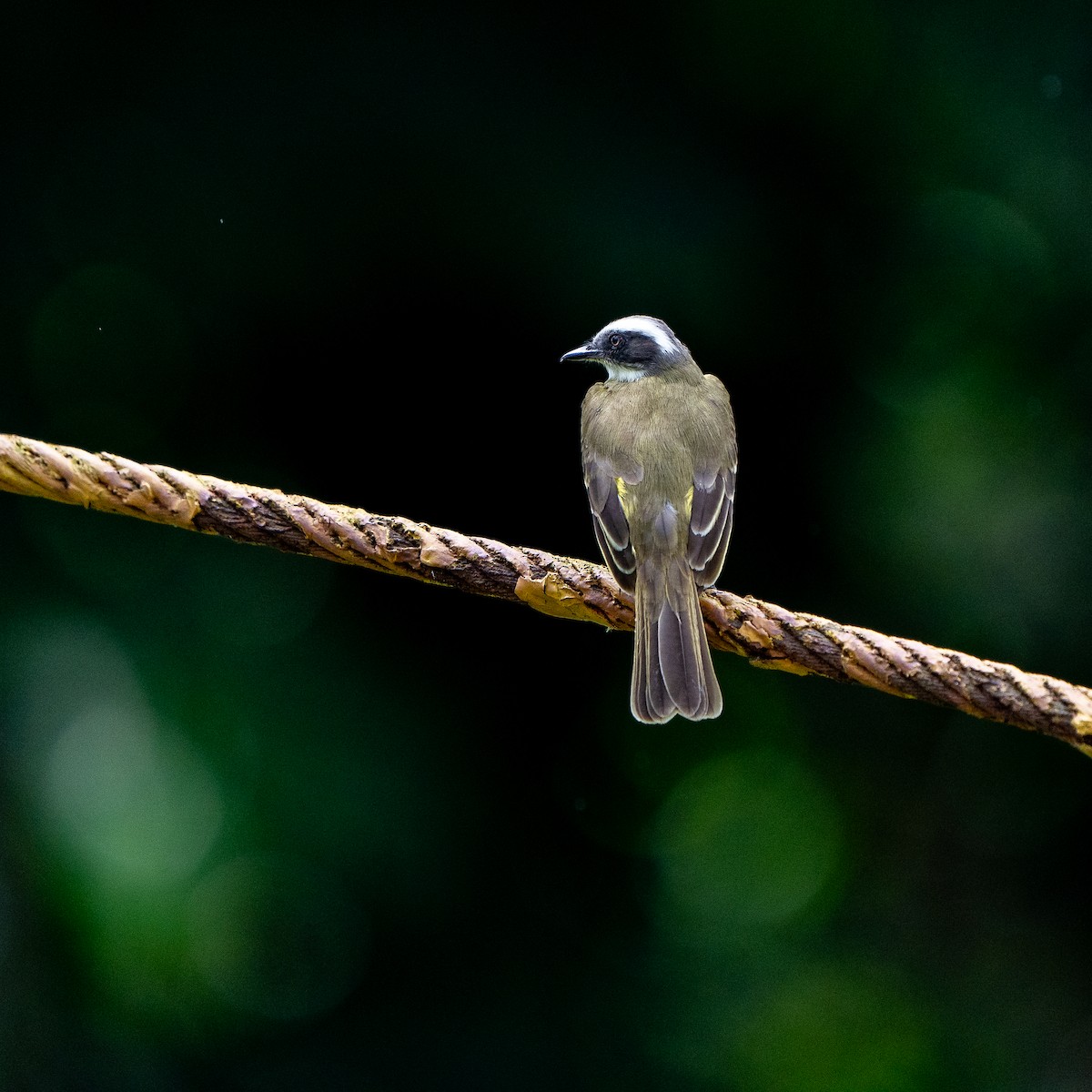 Social Flycatcher - ML627777772