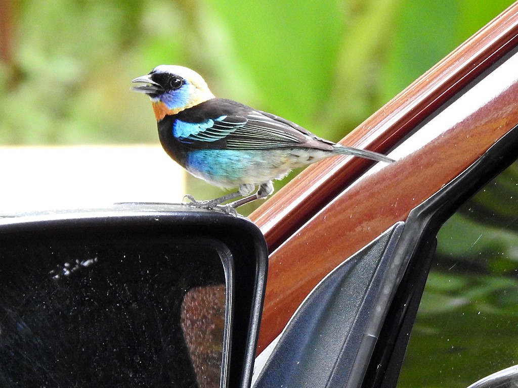 Golden-hooded Tanager - ML627777854