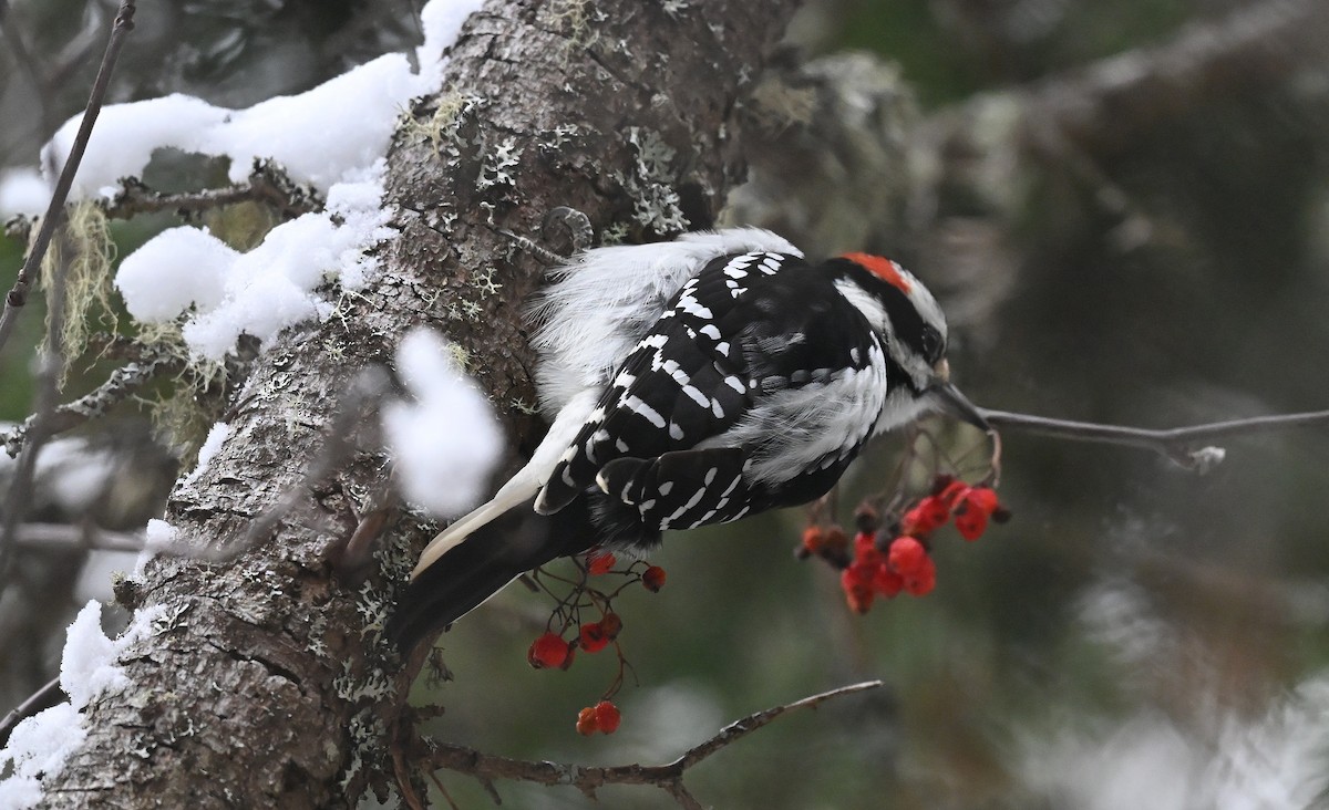 Hairy Woodpecker - ML627777874