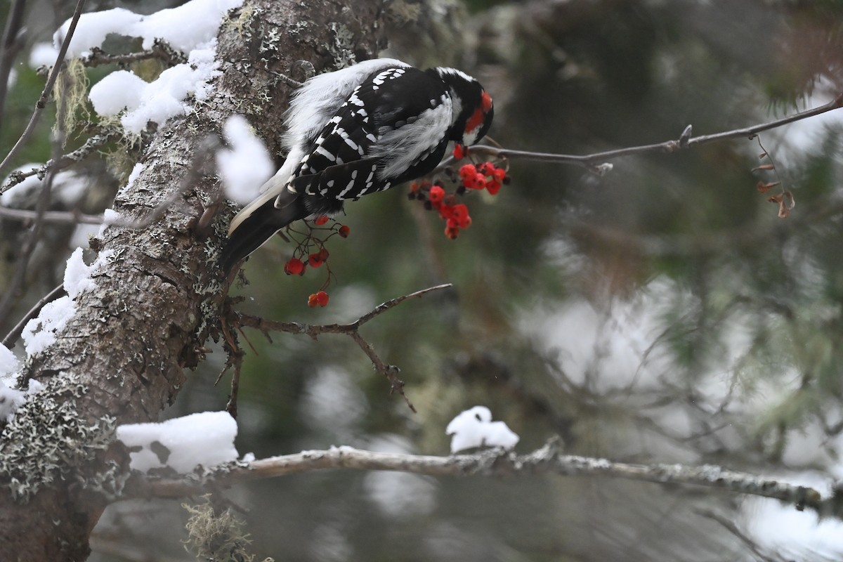 Hairy Woodpecker - ML627777880