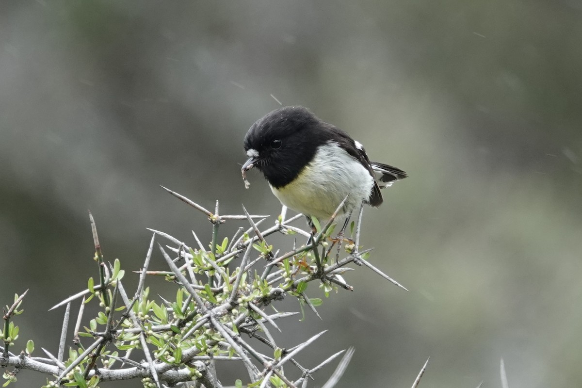 Tomtit - ML627777977