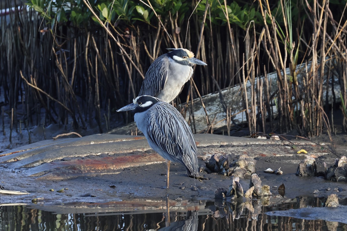 Yellow-crowned Night Heron - ML627777991