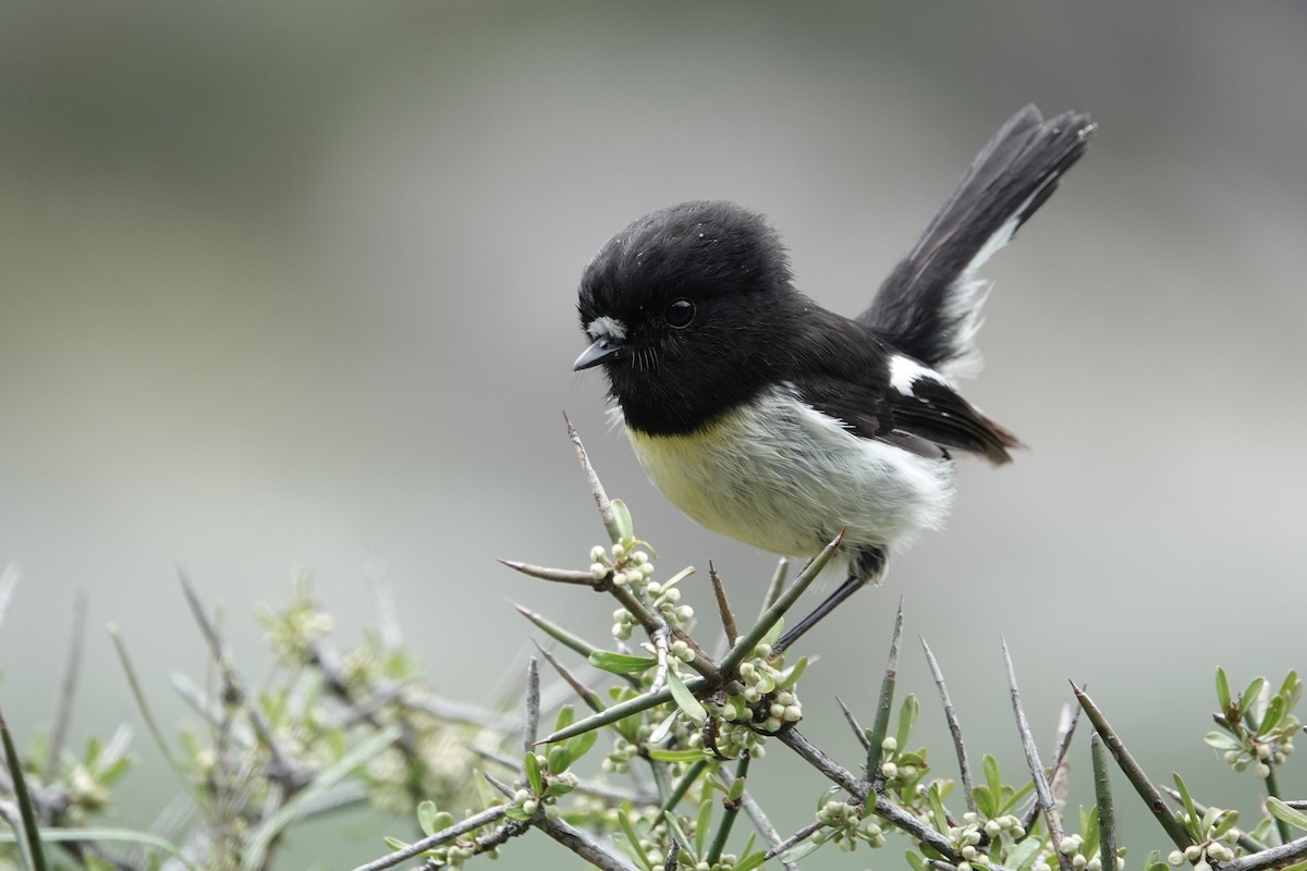 Tomtit - ML627778011