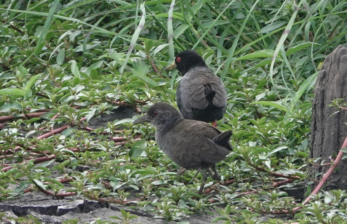 Black Crake - ML627778100