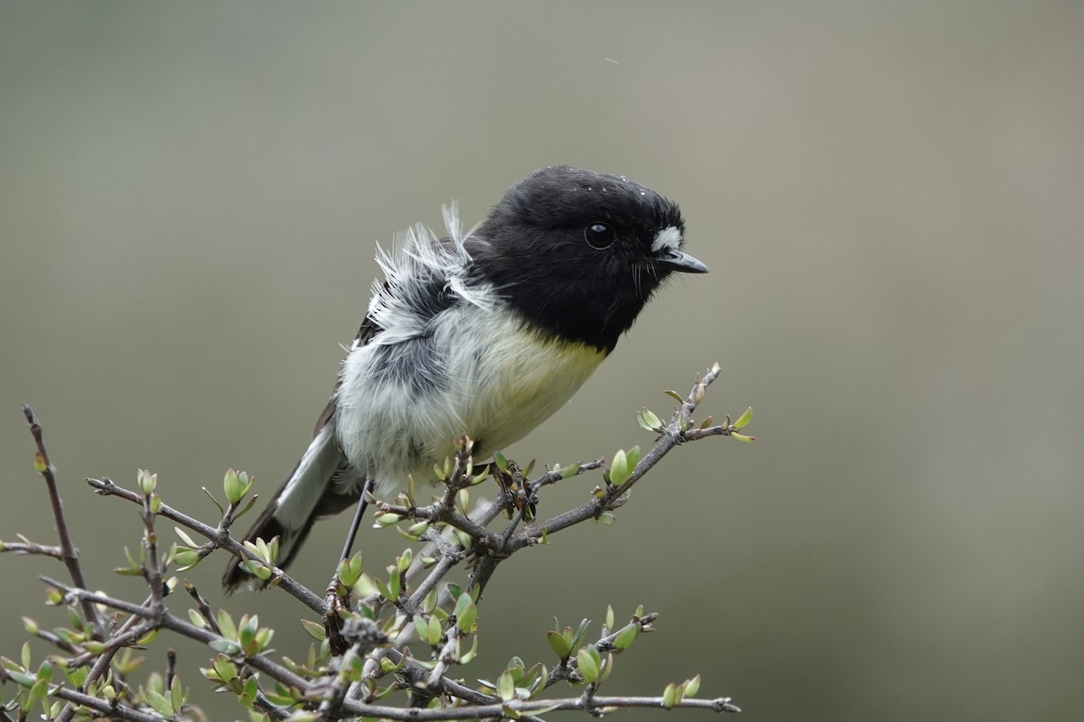 Tomtit - ML627778111