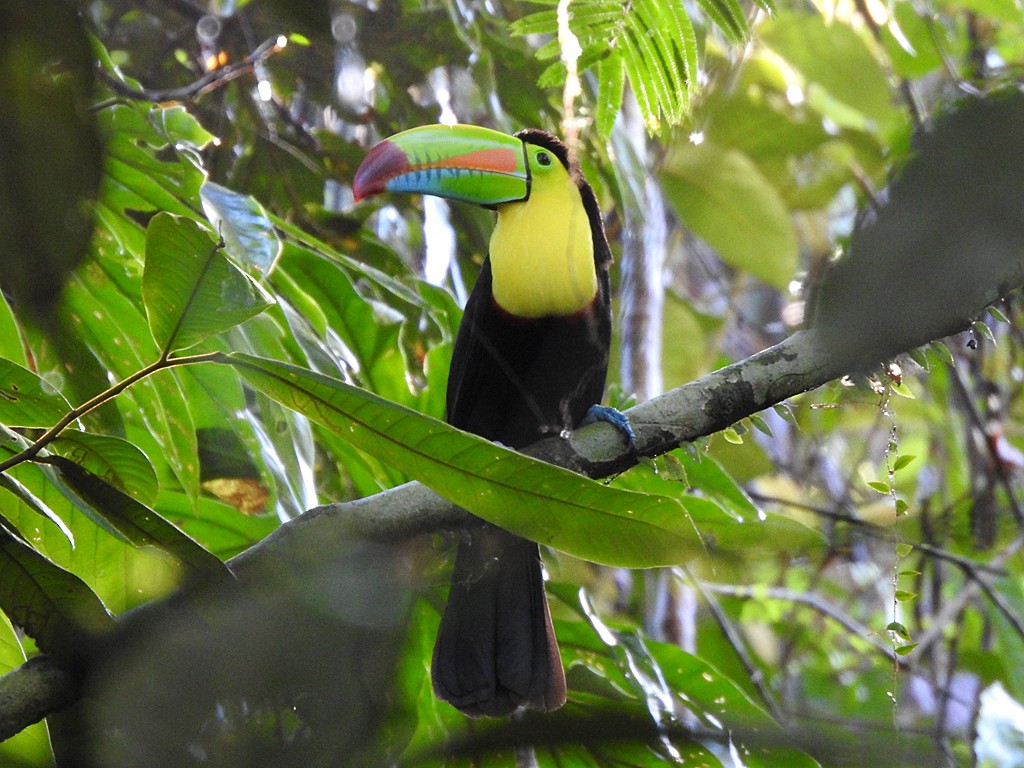 Keel-billed Toucan - ML627778169