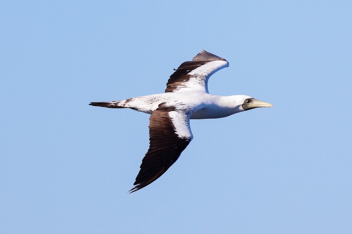 藍臉鰹鳥 - ML627778198