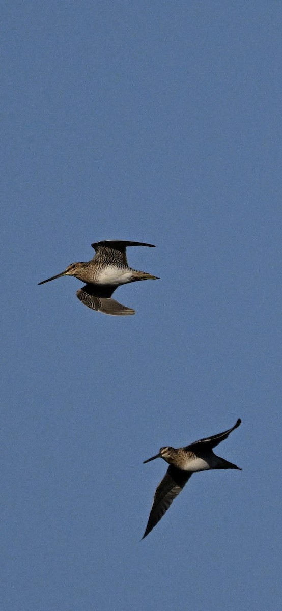 Wilson's Snipe - ML627778203