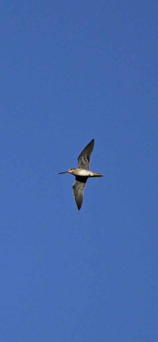 Wilson's Snipe - ML627778204